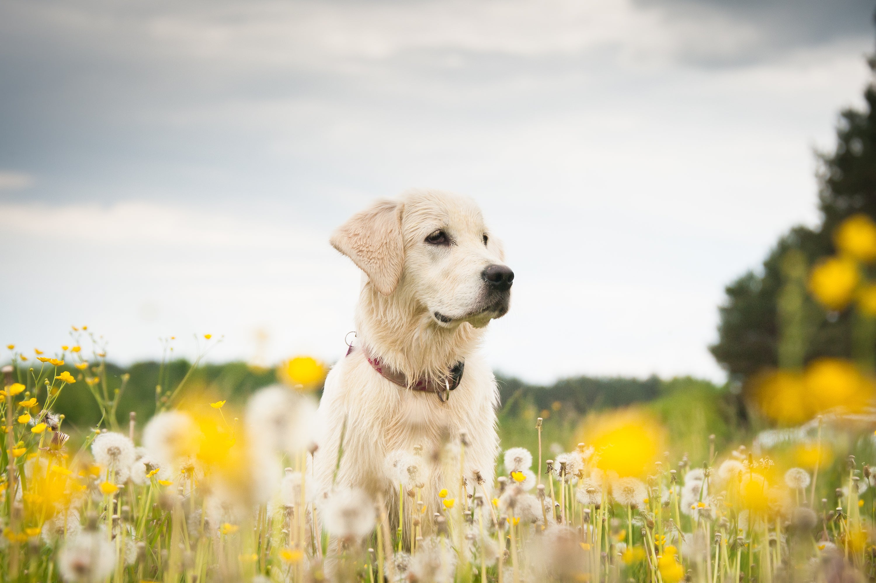 Does My Dog Have Seasonal Allergies? And What Can I Do About It?