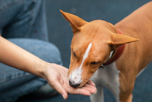 Key Ingredients for Puppies