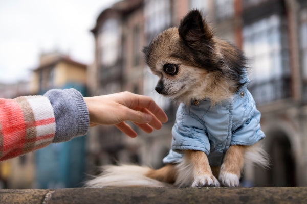 side-view-owner-with-cute-chihuahua-dog