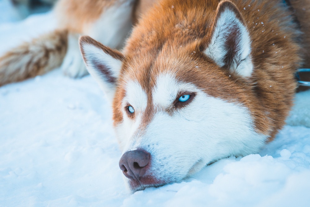 Keeping An Eye On Dog Vision & Eye Health