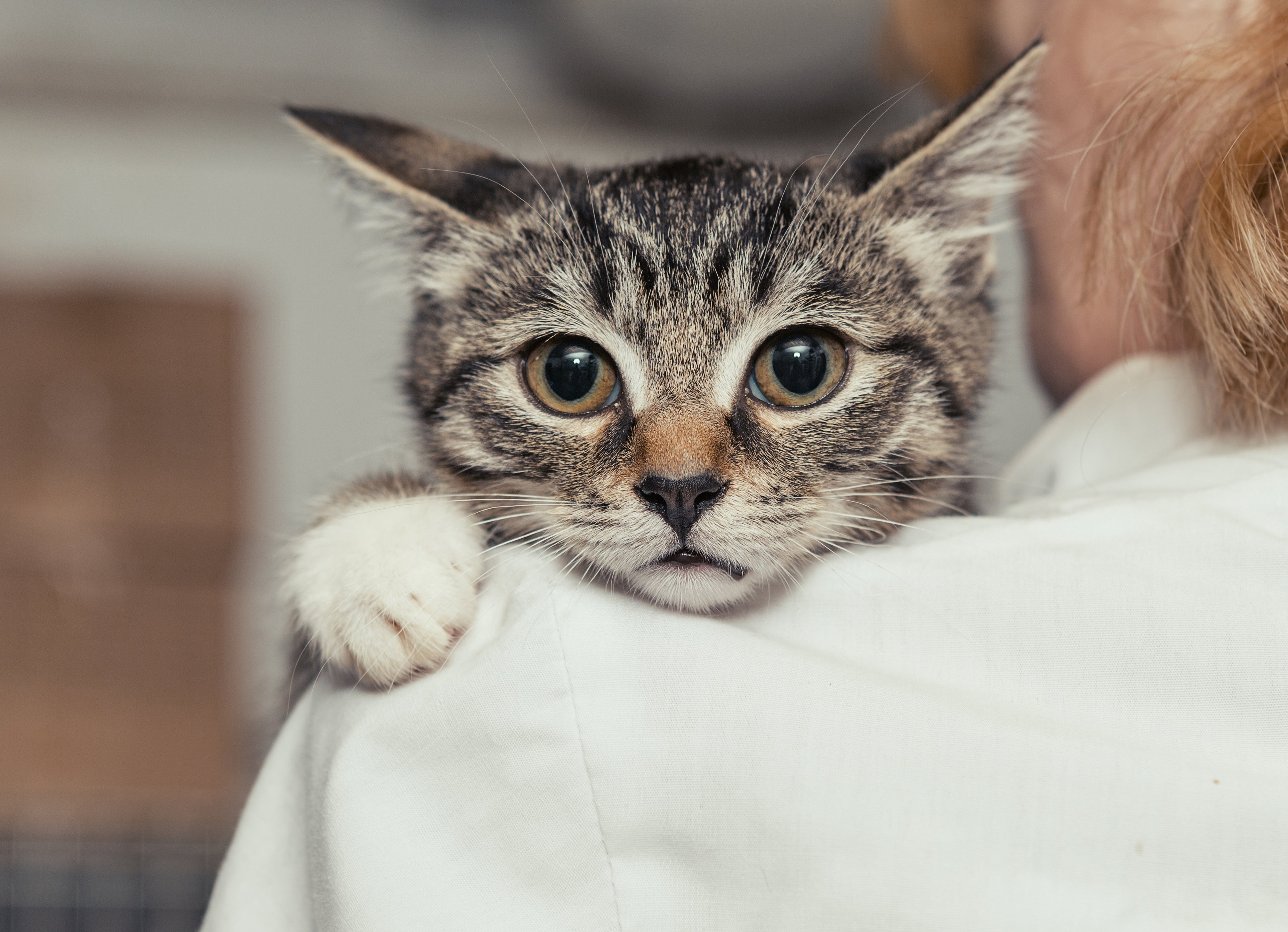 11 Benefits of Cat Calming Treats for Cats with Anxiety