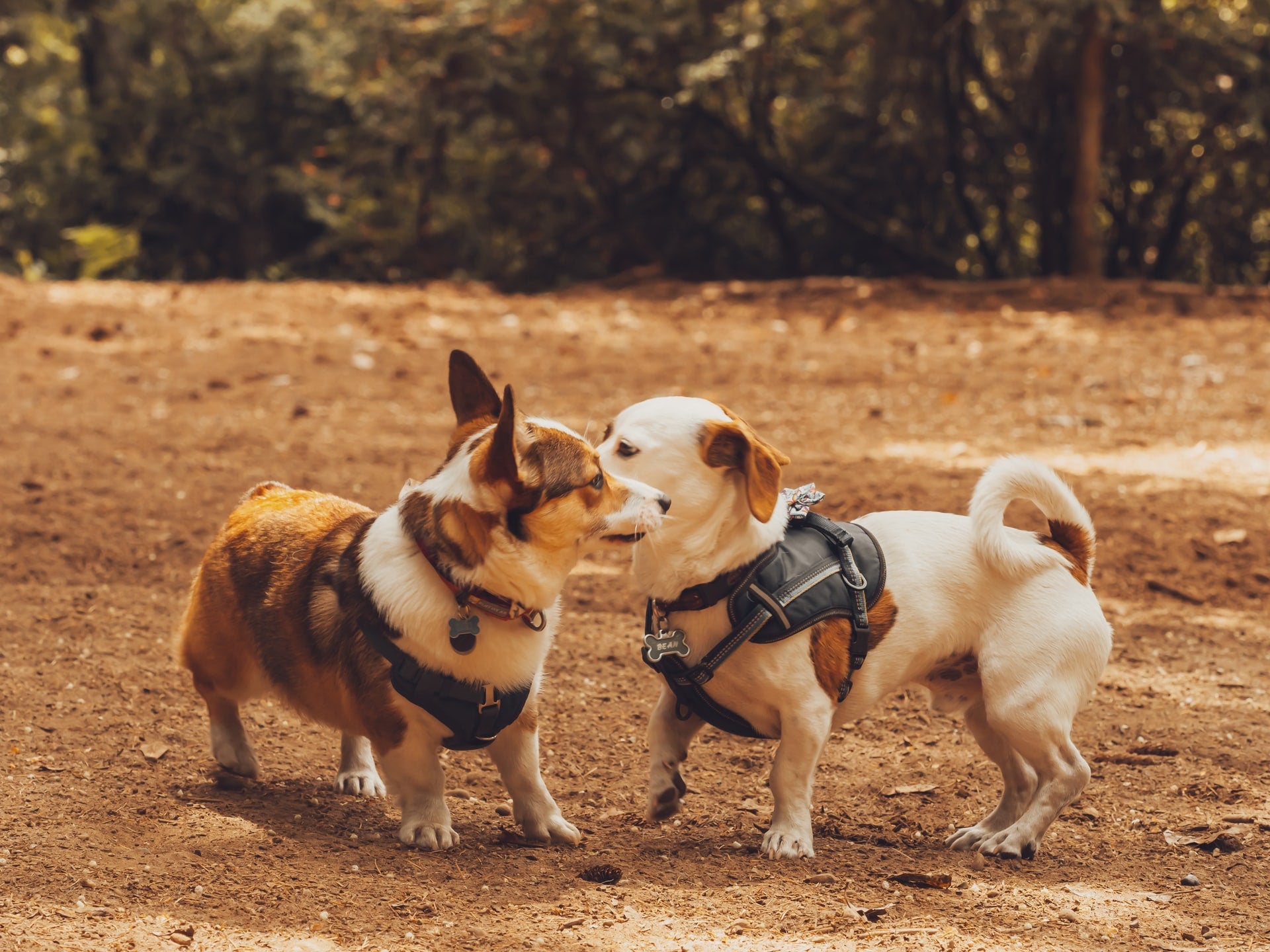 Multi-Pet Households: What to Do if Your Pets Don’t Get Along