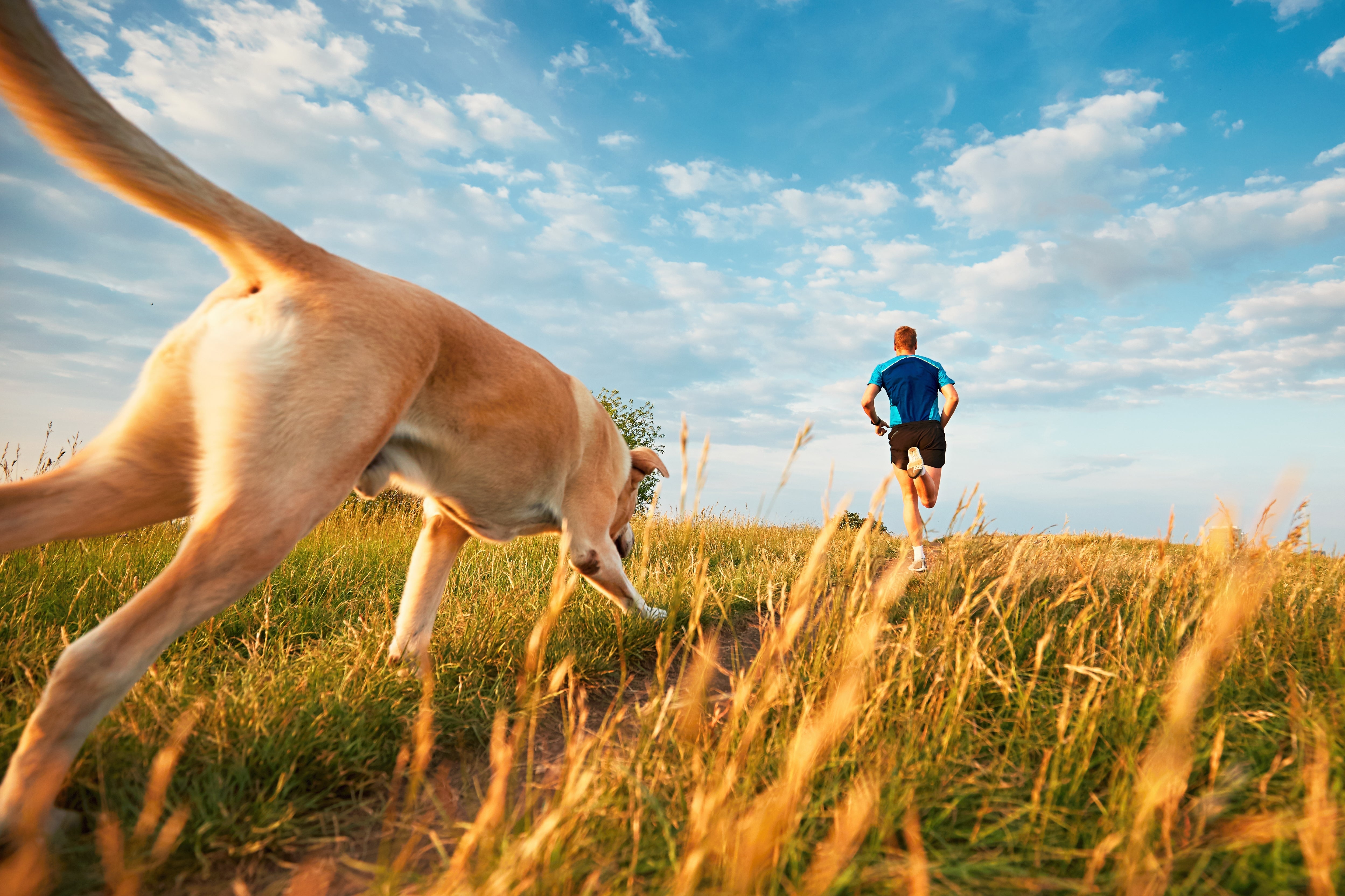 How Much Exercise Does a Dog Need? + 7 Tips to Keep Your Pup Healthy