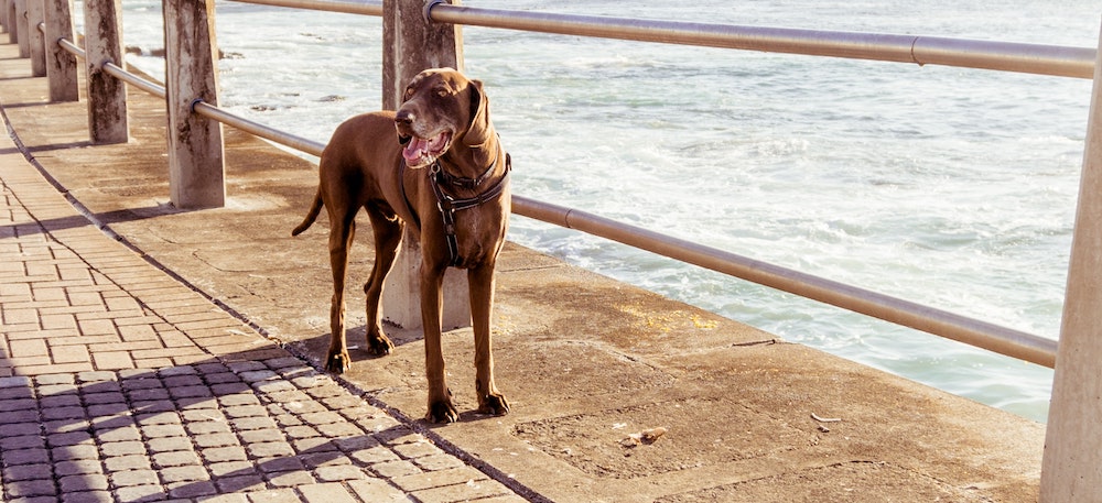 Advice From Dr. Chris: Can Dogs Get Sunburned?