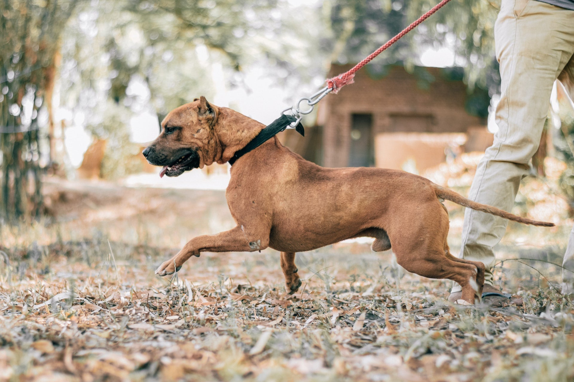 5 Tips to Stop Your Dog from Leash Pulling