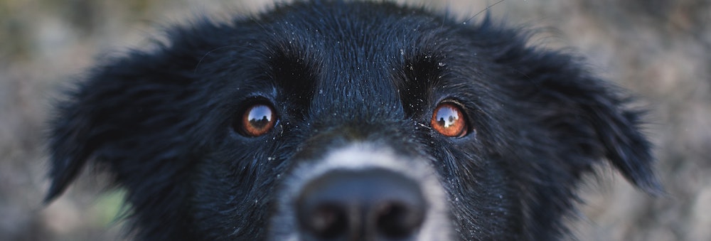 Advice From Dr. Lindsey: Dry Eyes in Dogs