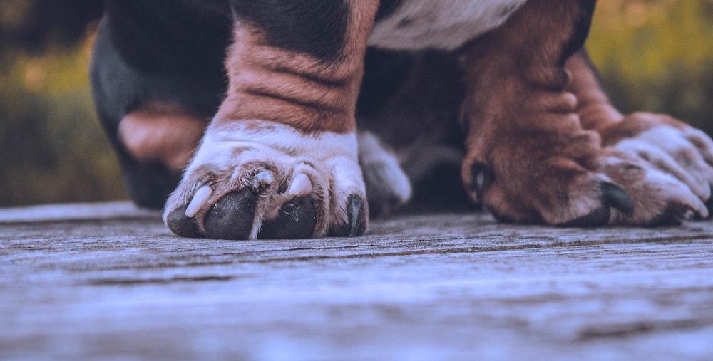 Advice From Dr. Lindsey: Keeping a Dog's Paws Safe on Hot Pavement