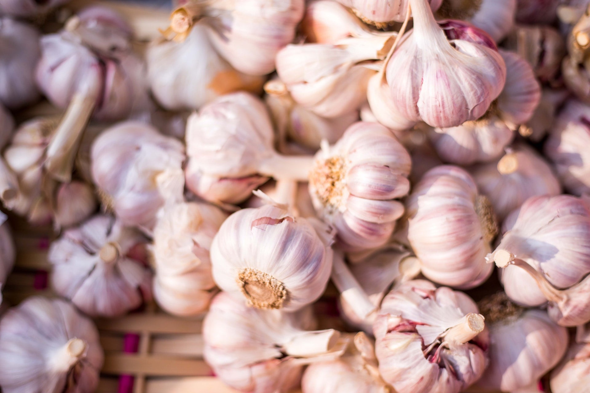 Is Garlic Safe for Dogs?