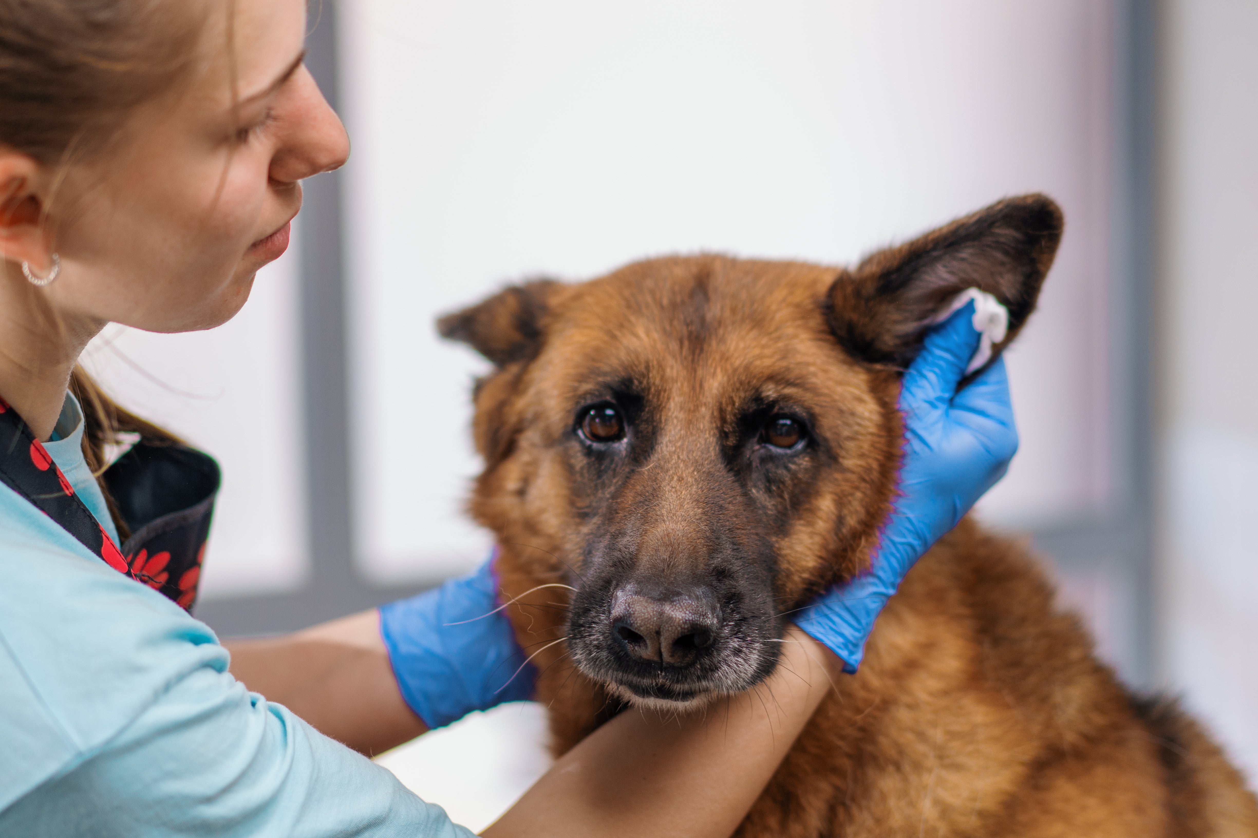 A Comprehensive Guide to Treating Ear Mites in Dogs