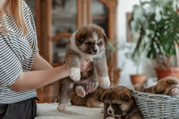 The Ultimate Guide to Adopting a Dog or Puppy