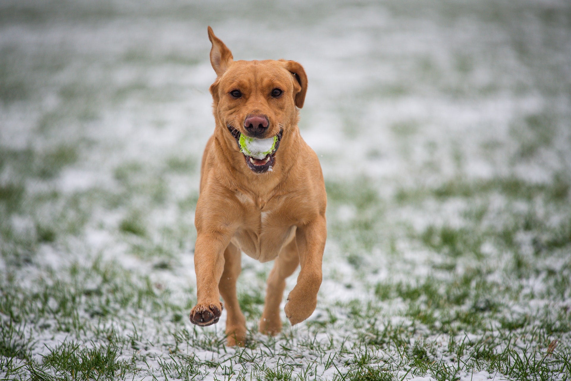 How to Keep Your Dog Active in the Winter