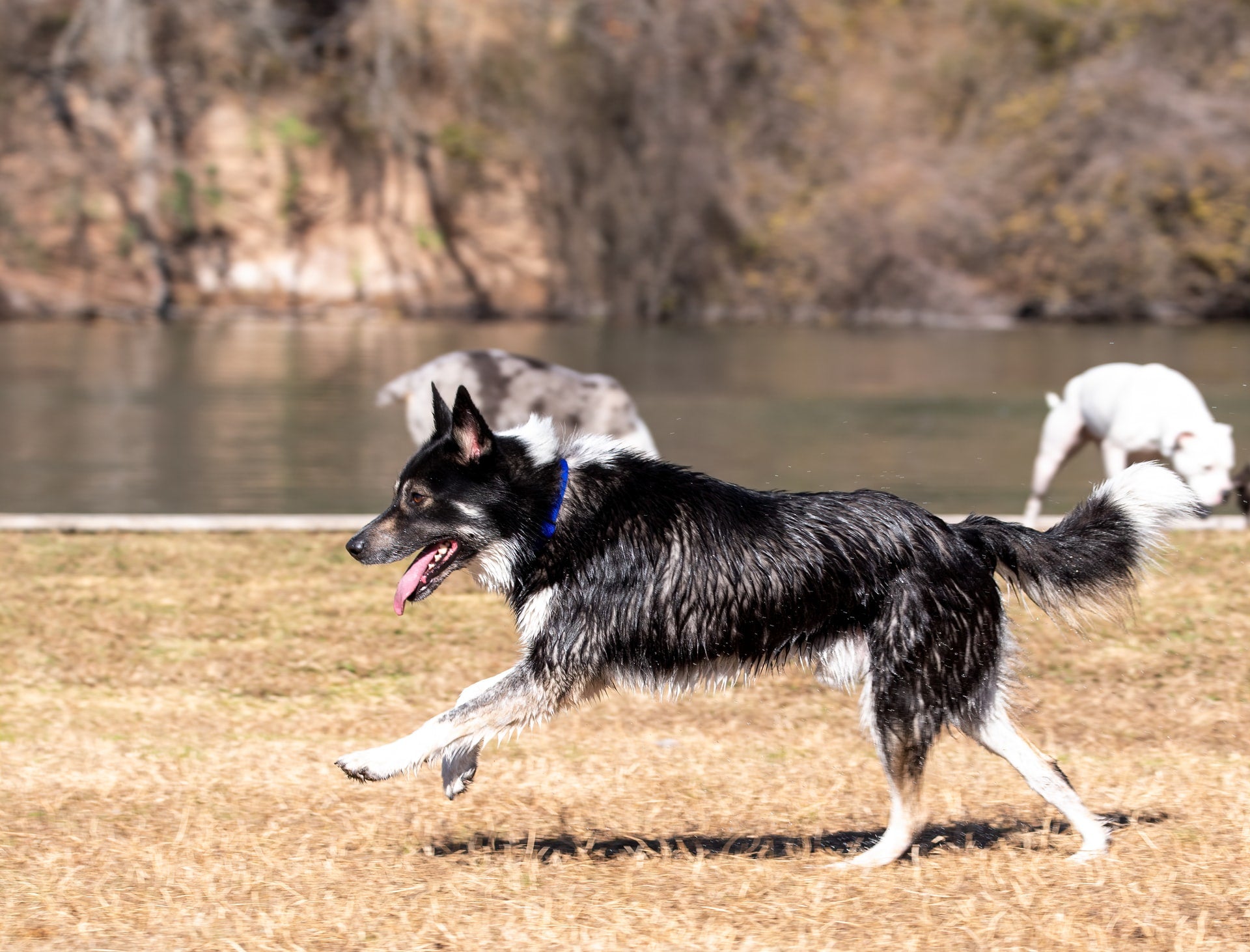 Dog Joint Issues: Causes, Signs, and Care