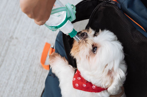 What can you give a dog for sales dehydration