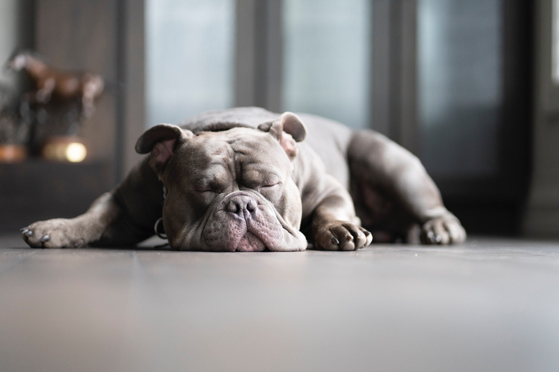 Dog Snoring: Is It Normal?