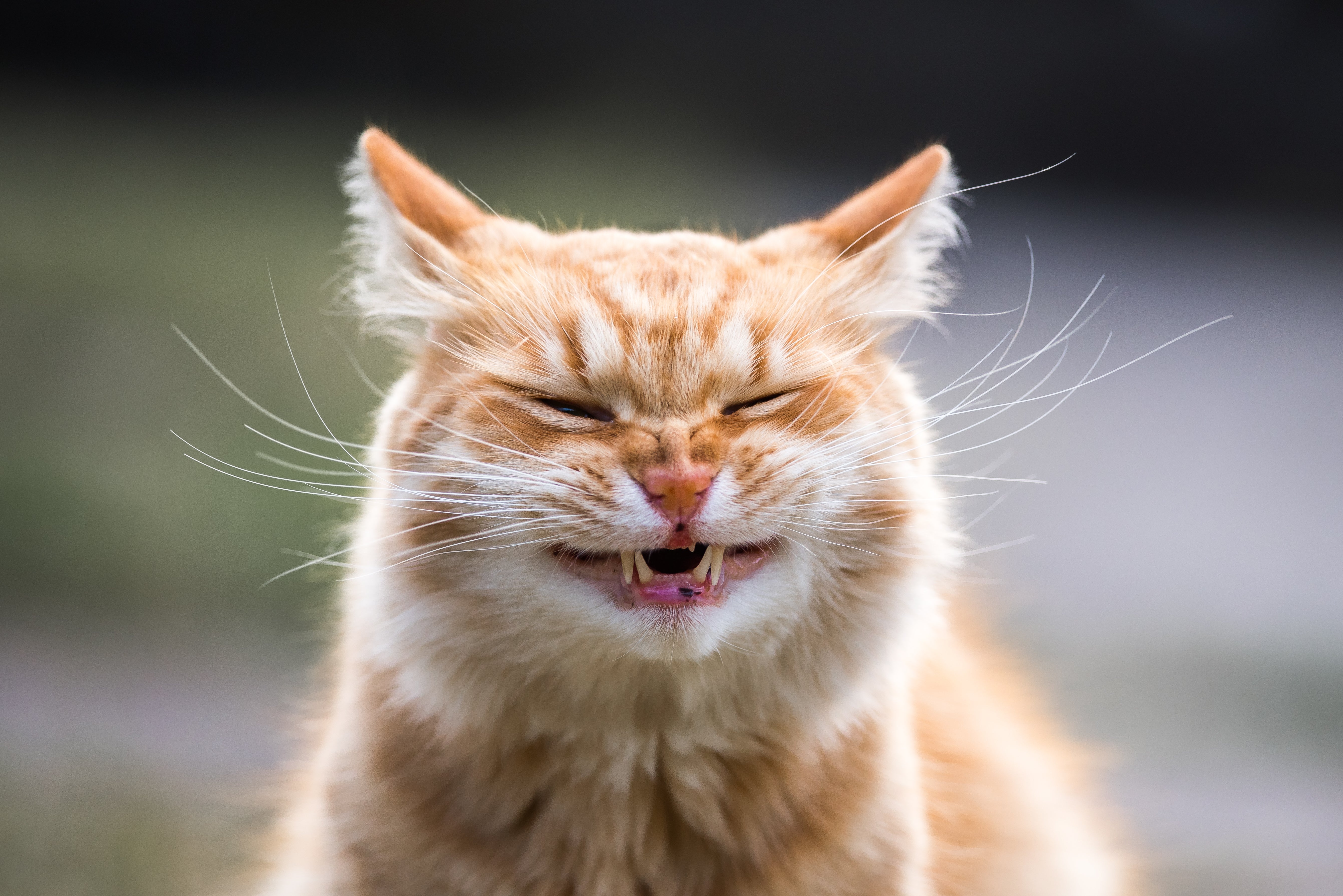 Cat Sneezing: Causes, Remedies, and Keeping Your Kitty Healthy