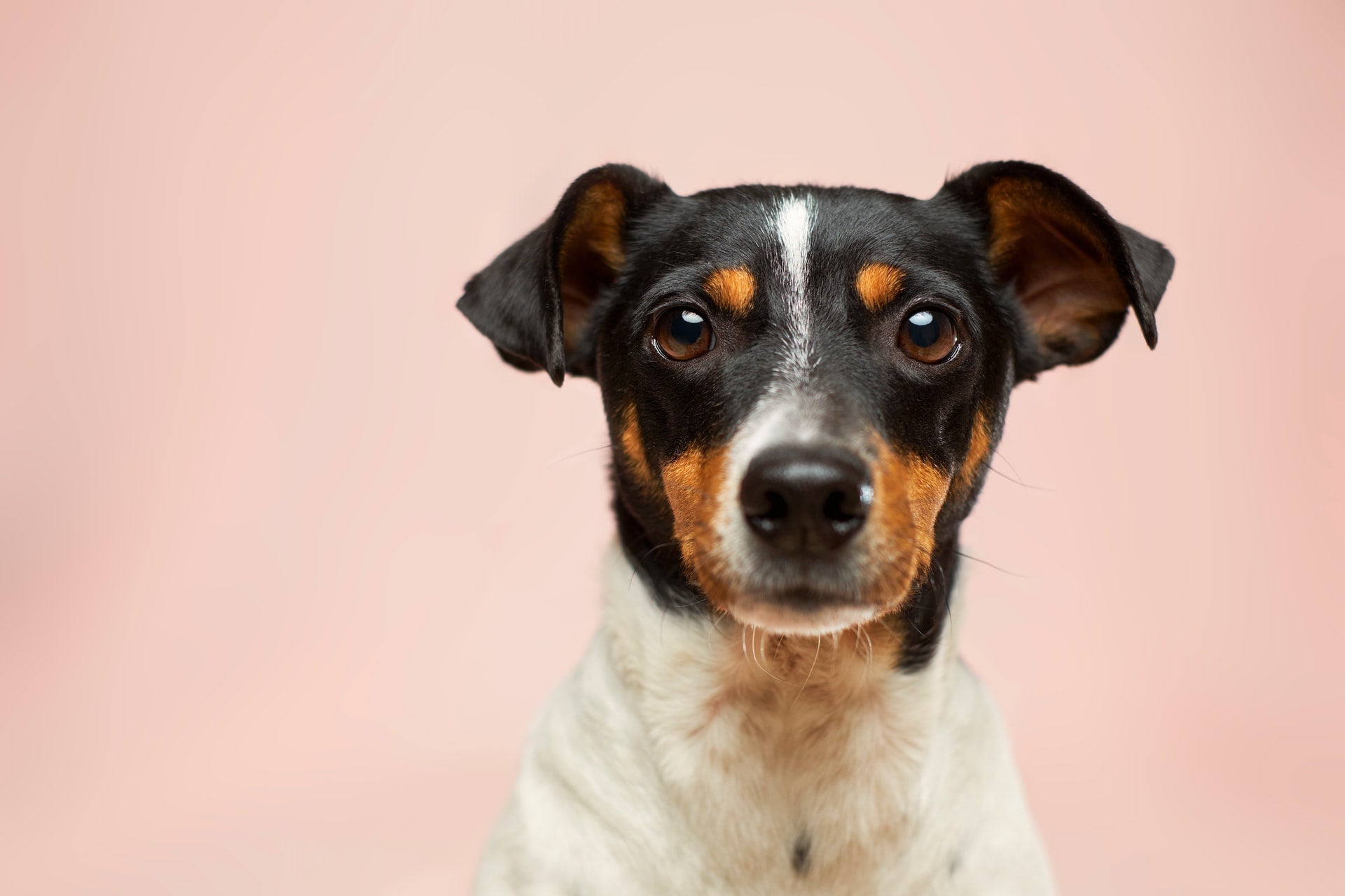 Choosing the Right Pet Insurance for Your Dog