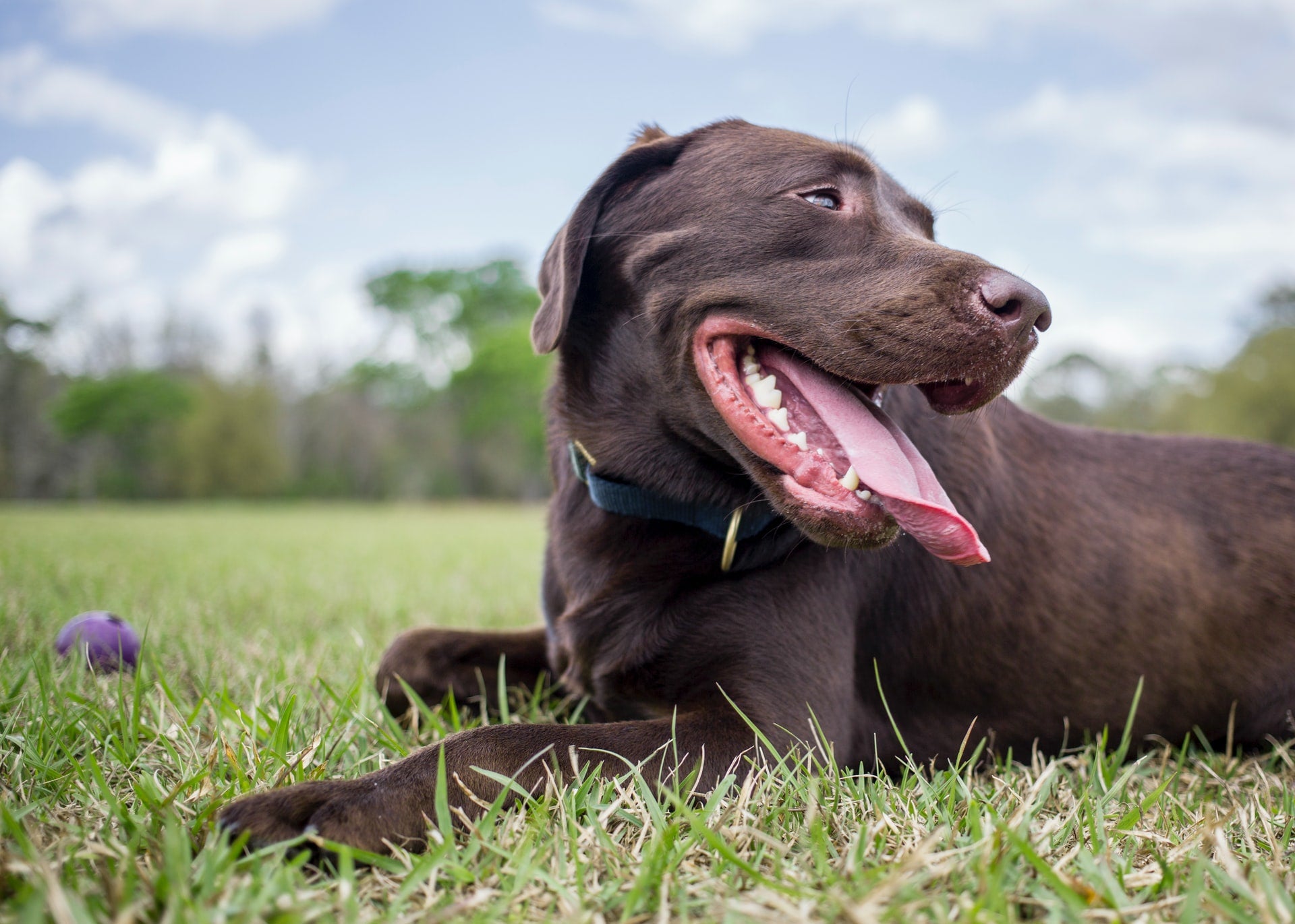 Chocolate lab lying on grass with blue sky in the background