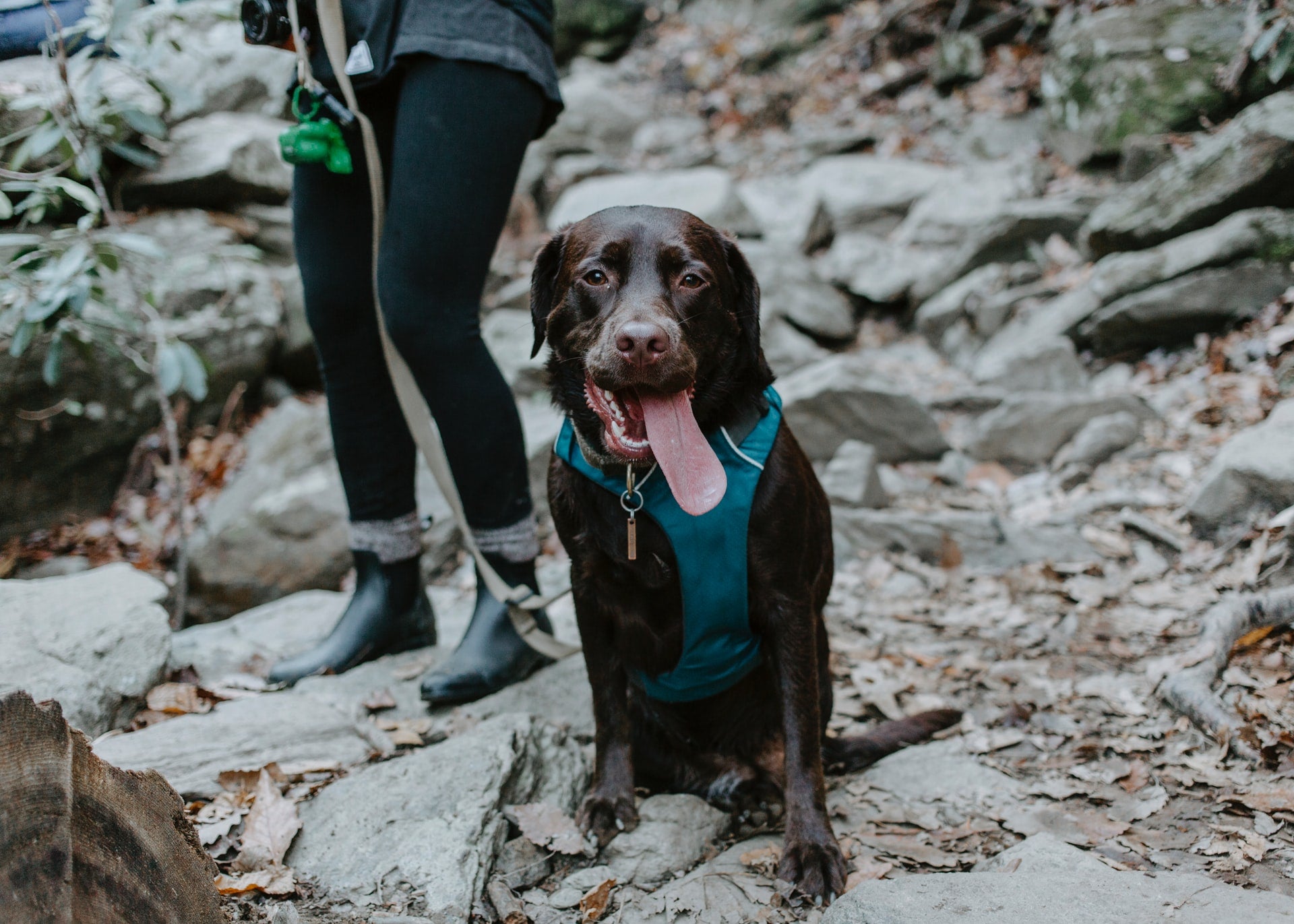 The Ultimate Guide to Hiking with Your Dog