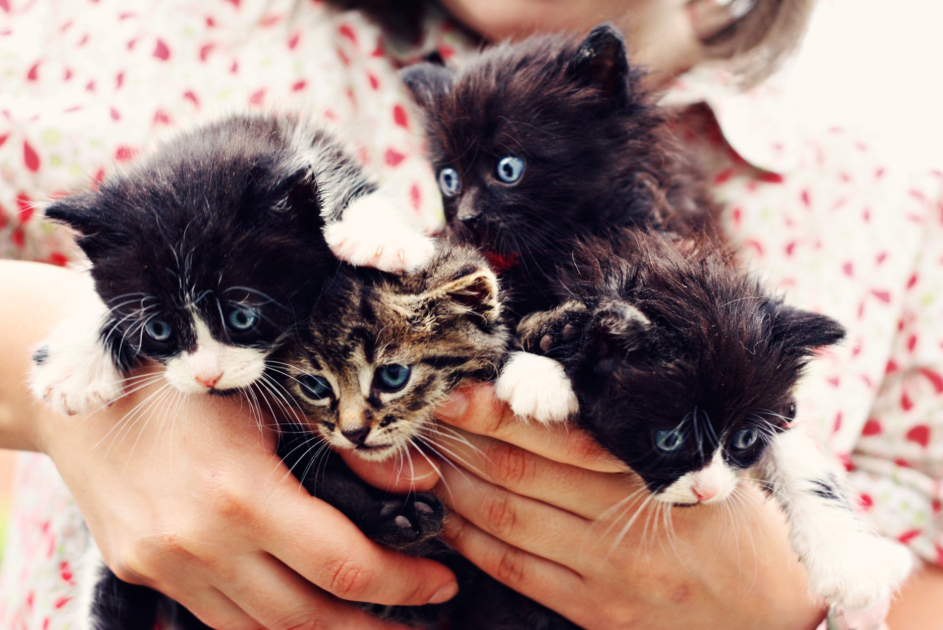 12 Best Gifts for Kittens and Their Owners