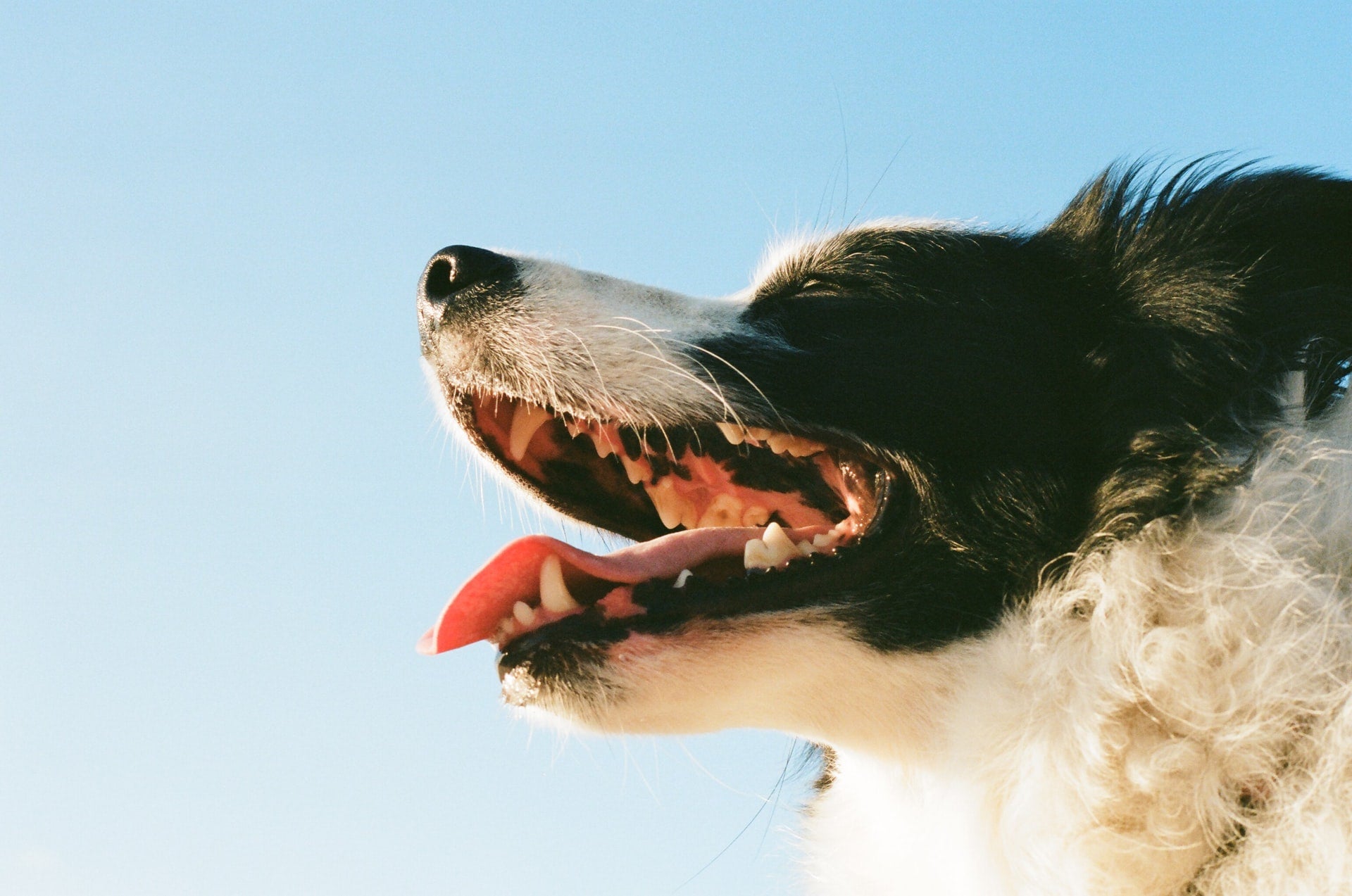 Dental Health in Dogs