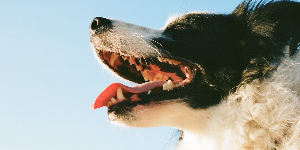 Advice From Dr. Lindsey: Tooth Root Abscesses in Dogs