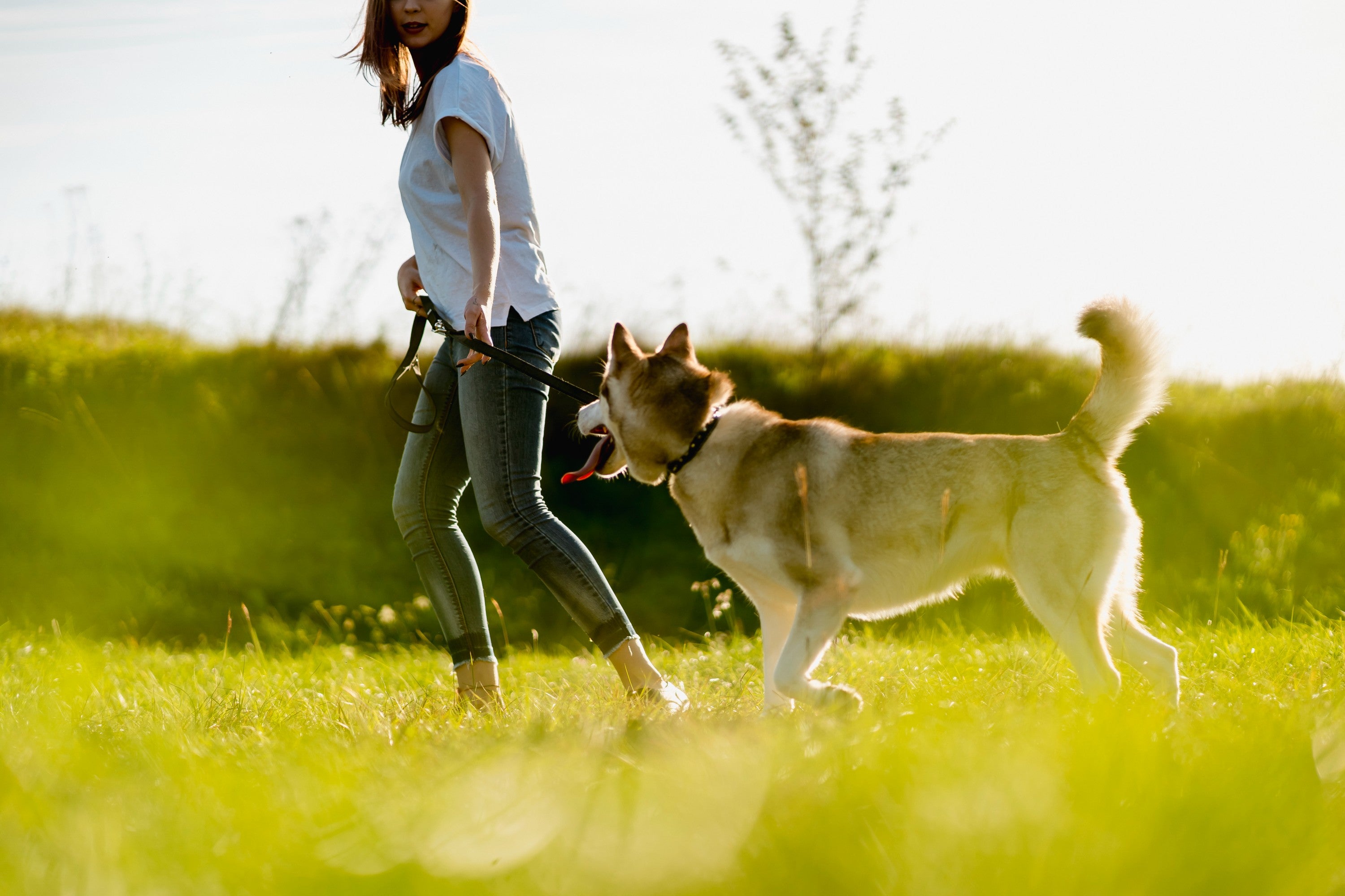 Why Is My Dog Walking Really Slow All of the Sudden?