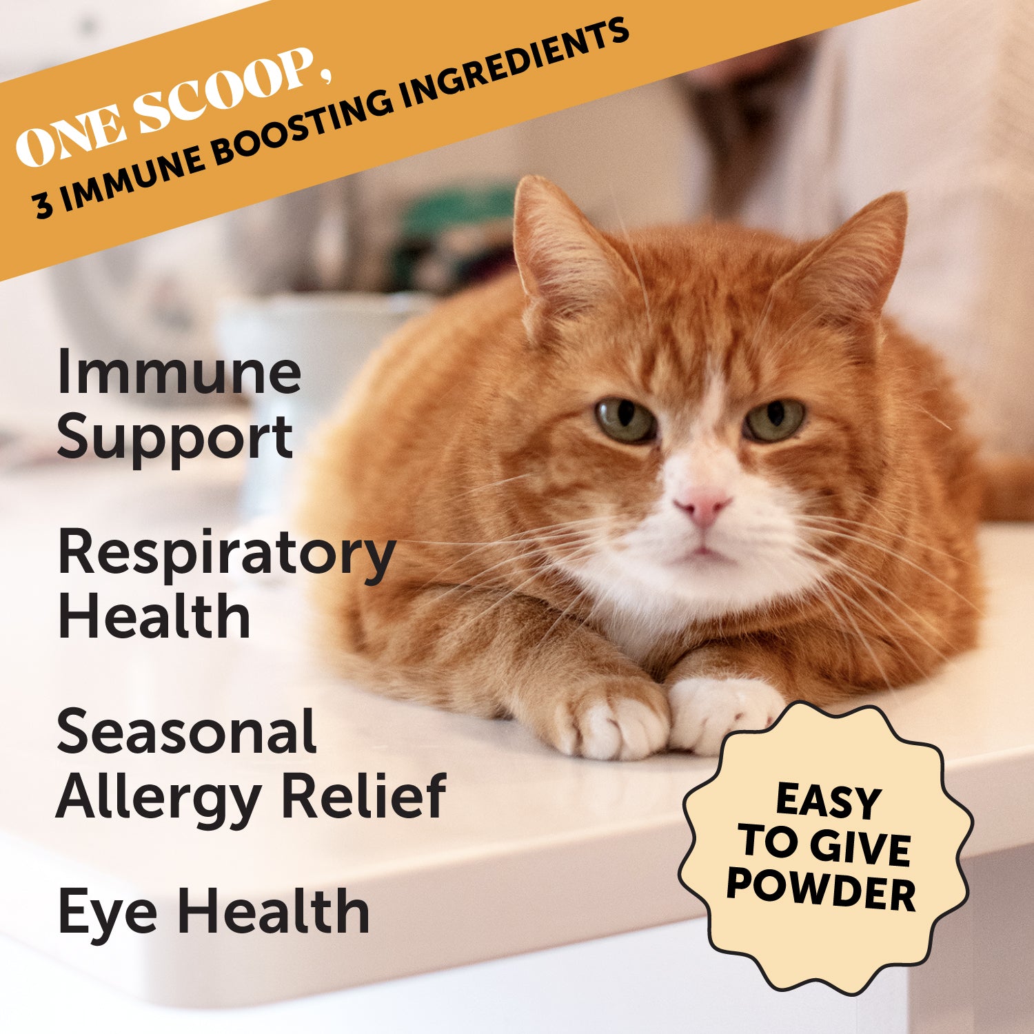 Immune Health Lysine Powder for Cats 3 Pack Pet Honesty